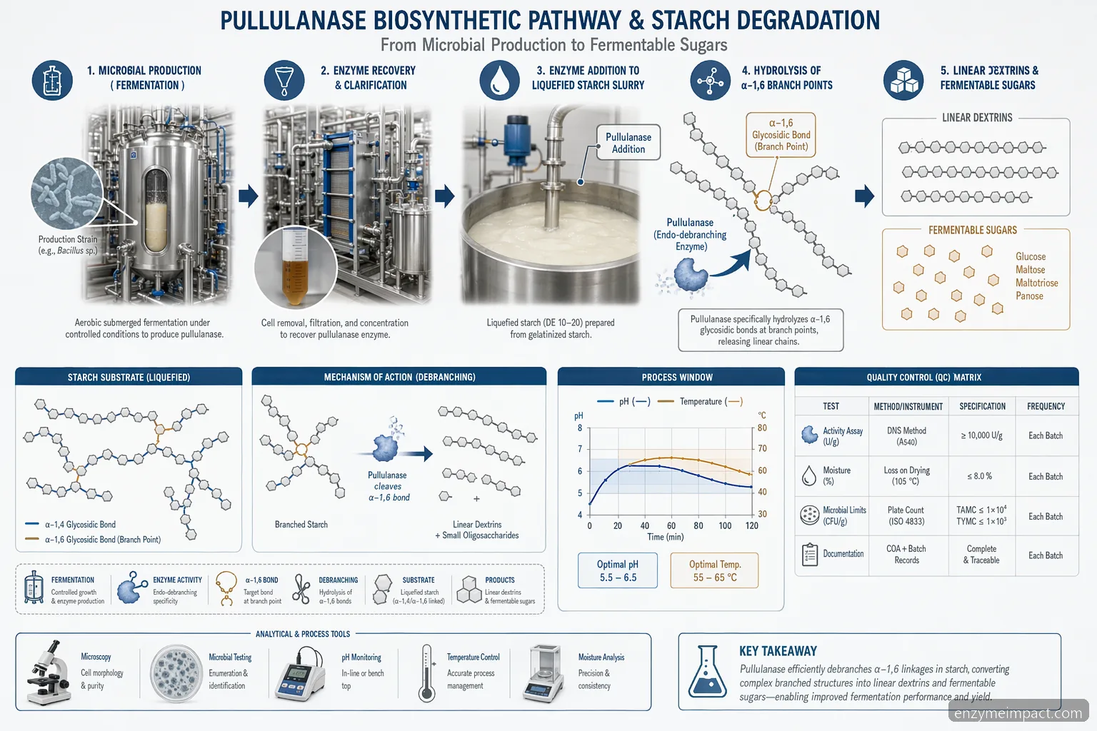 biosynthetic pathway for pullulanase and starch degradation mechanism showing fermentation, debranching, pH, temperature, and QC