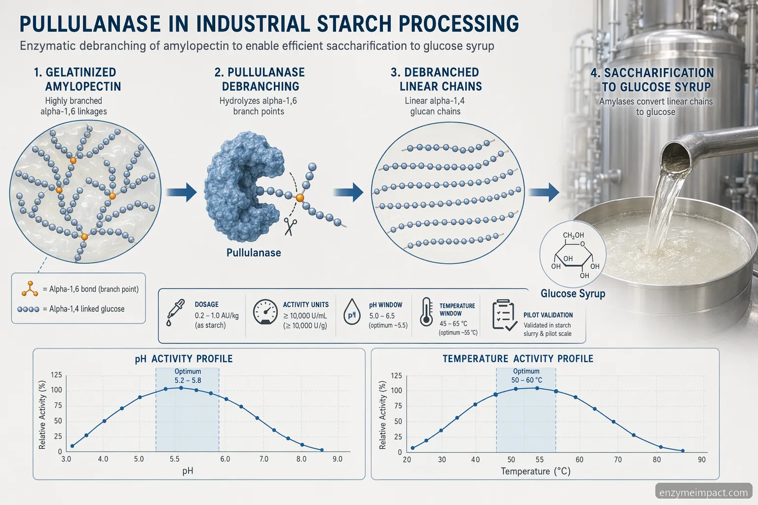 pullulanase supplier guide for starch processing: amylopectin debranching flow with pH and temperature bands