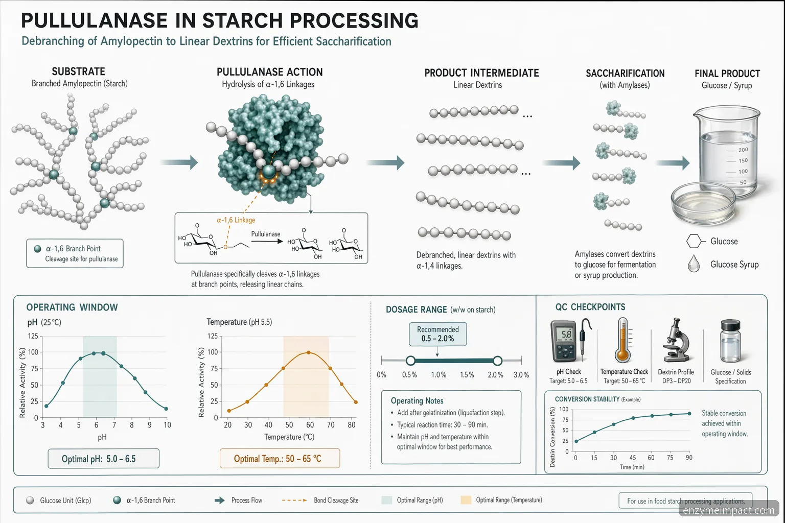 pullulanase food processing dosage pH temperature diagram showing starch debranching and conversion control points