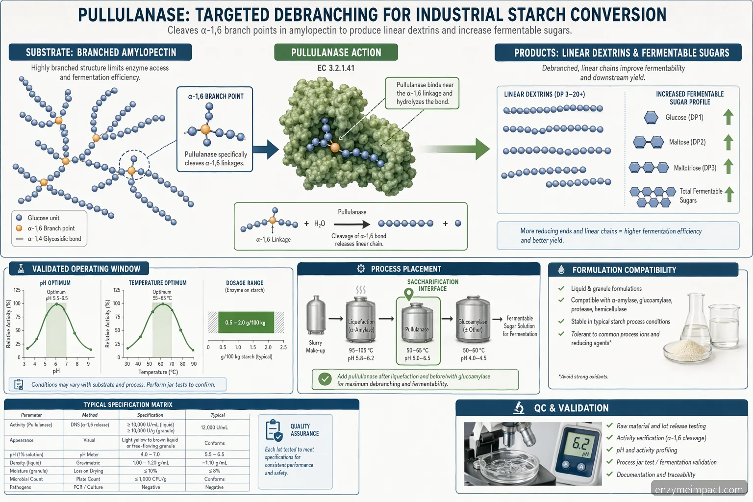pullulanase industrial applications in starch processing, debranching diagram linking amylopectin to fermentable sugars